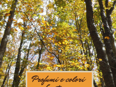 Profumi e colori d'autunno nei boschi intorno a Vivo d'Orcia per celebrare l'autunno