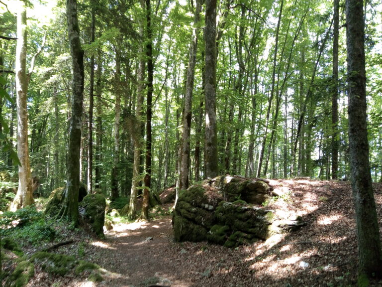 La natura amena intorno al Santuario della Verna offre l'opportunità di escursioni mozzafiato